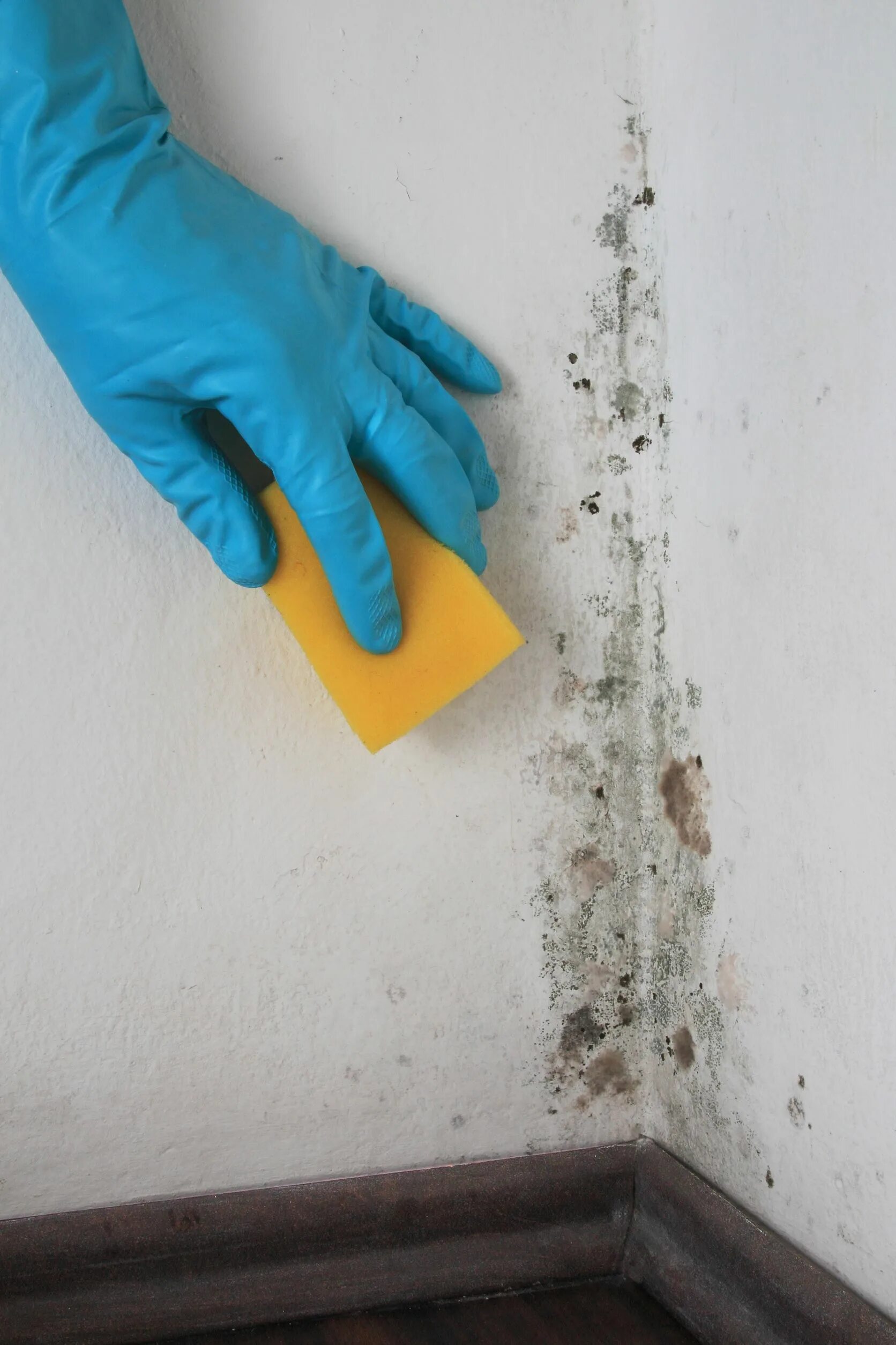 Озонирование плесени от плесени. Cleaning Wall with. Mold on painted surfaces. Удалять стены что это медицина. Перекись от плесени