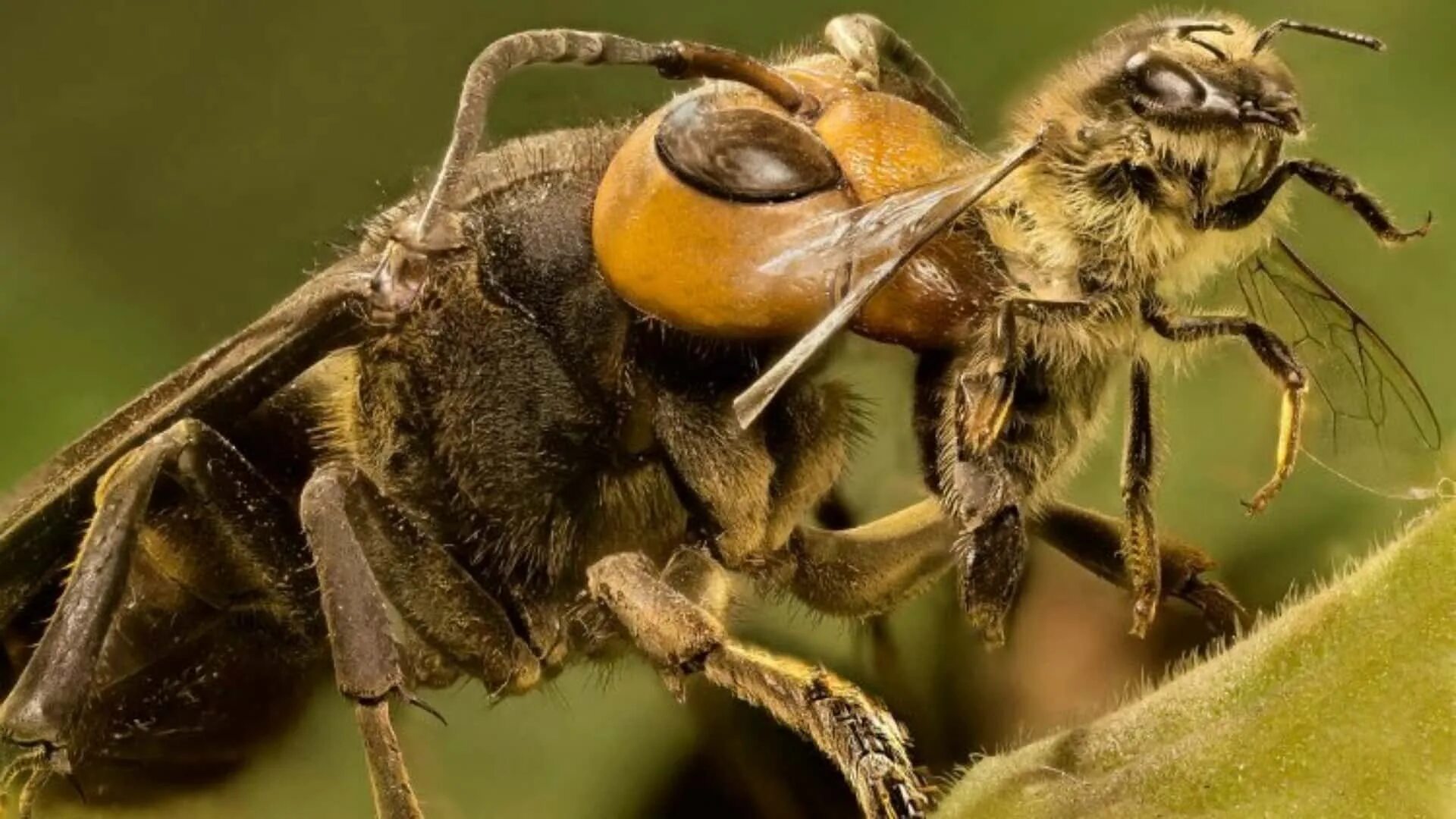 Нападения ос. Шершень судзумэбати. Vespa mandarinia Шершень. Азиатский Шершень против пчел.
