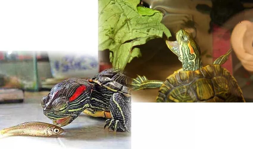 Красноухая черепаха питание. Пол у водной черепахи. Красноухие черепахи по полу. Красноухая черепаха и её домик..