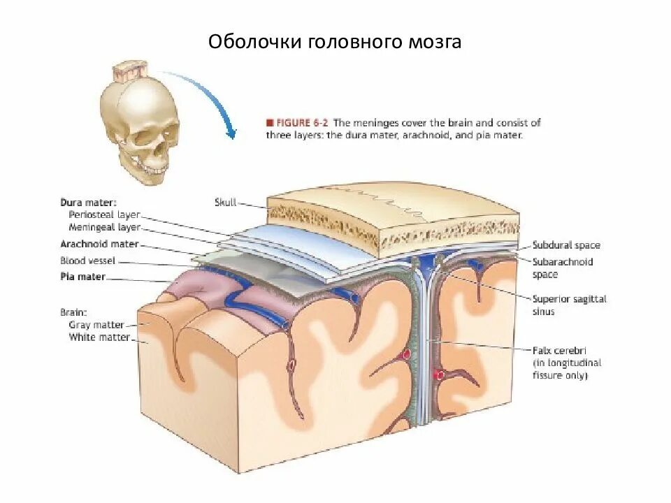 Внутренняя оболочка мозга. Оболочки головного мозга и подоболочечные пространства. Твердая мозговая оболочка головного мозга схема. Клиническая анатомия оболочек головного мозга. Мягкая оболочка головного мозга анатомия.