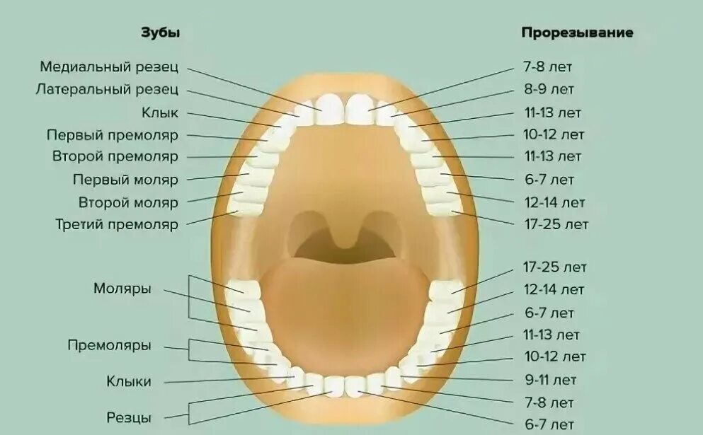 Сколько зубов должно вылезти. Зубы человека схема прорезывания. Зубы резцы клыки премоляры моляры. Схема прорезывания коренных зубов. Коренные зубы порядок прорезывания.