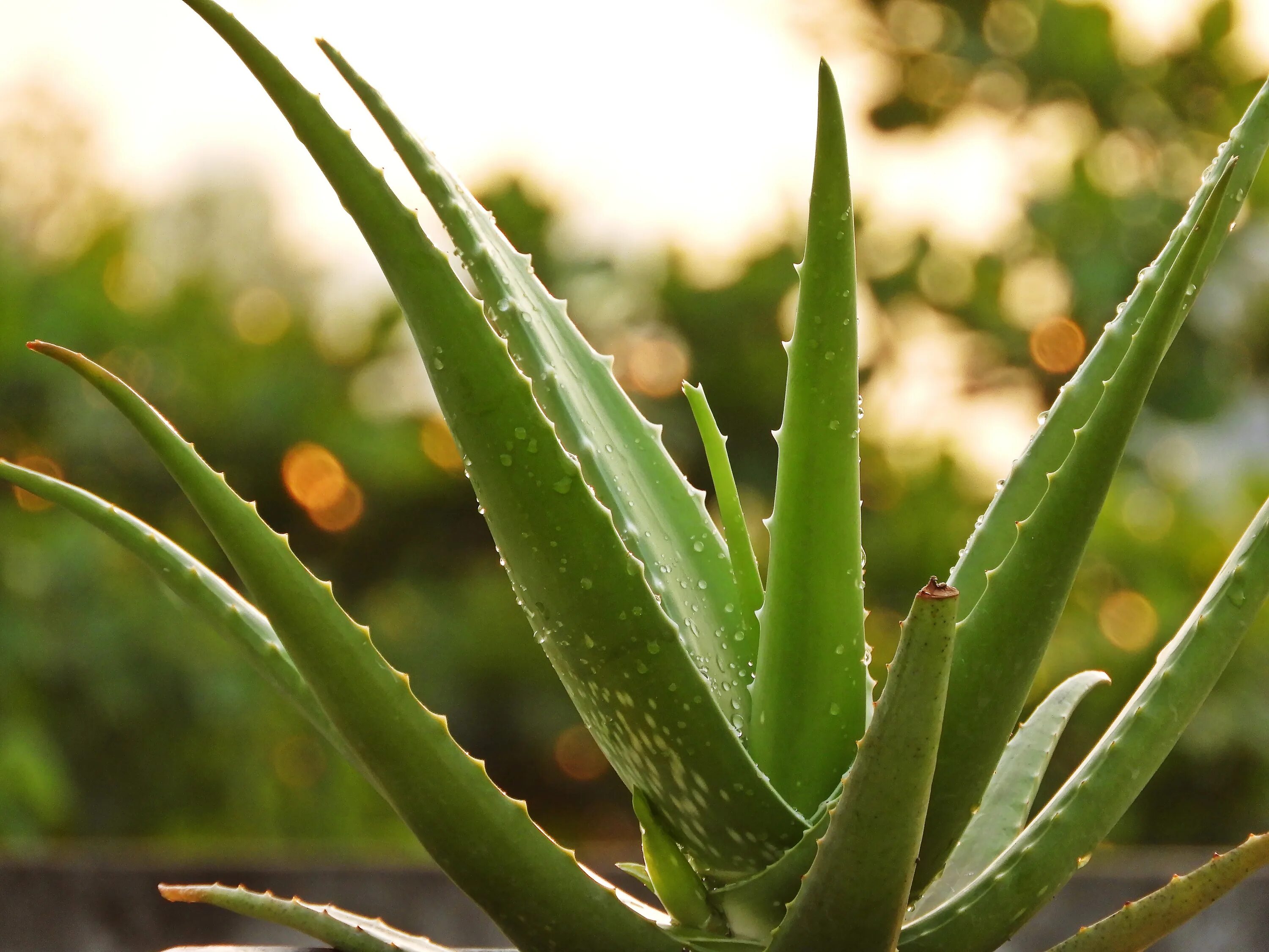 Aloe up. Алоэ бетсиленское.