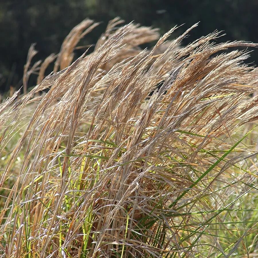 Andropogon virginicus. Злак схизахириум метельчатый. Бородач виргинский (andropogon virginicus). Трава бородач. Бородач жерарда andropogon.