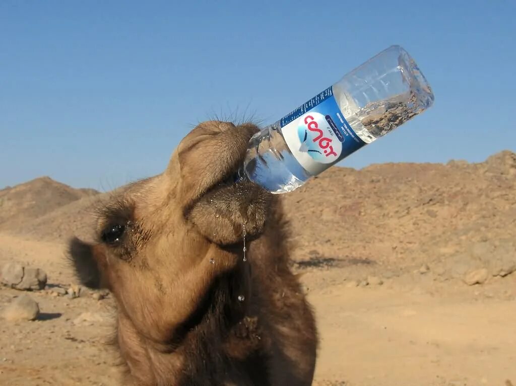 The camel was very thirsty. Верблюд пьет воду. Смешной верблюд. Пьющий верблюд. Верблюд пьющий воду.