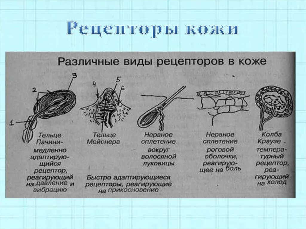 Кожно нервные. Рецепторы кожи строение и функции. Рецепторные нервные окончания схемы. Схема классификации рецепторов кожи. Тактильные рецепторы и терморецепторы кожи.