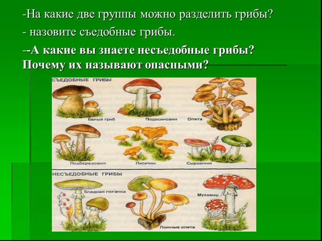 Грибы делятся на группы. Разделение грибов на съедобные и несъедобные. Две группы грибов. Грибы на две группы. На какие группы можно разделить грибы.