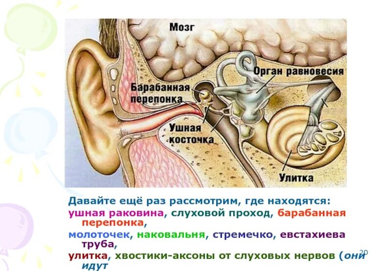 Евстахиева труба анатомия человека. Слуховая труба. Евстахиева труба улитка стремечко ушная раковина молоточек. Нервы органа слуха