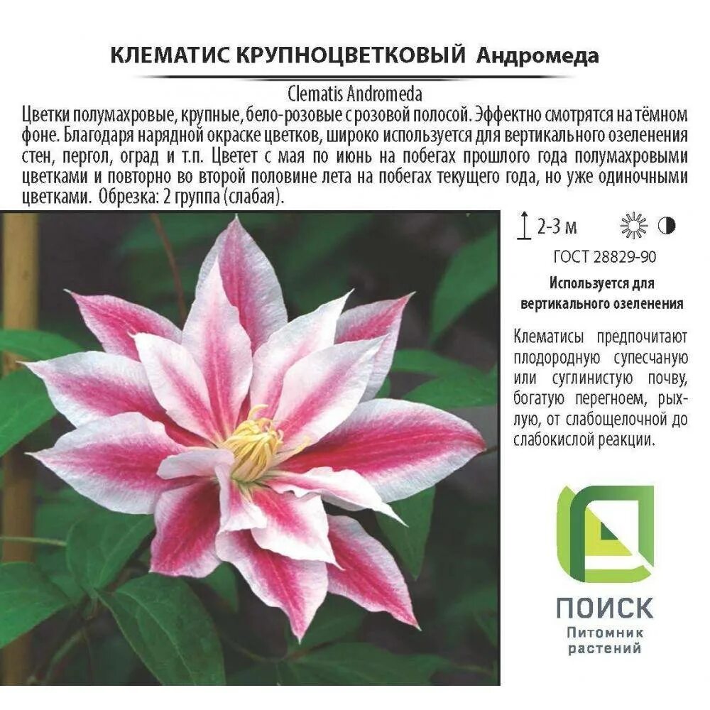 Клематис Clematis Andromeda. Клематис Андромеда (крупноцветковый, полумахровый). Клематис гибридный Андромеда. Клематис Пикоти.