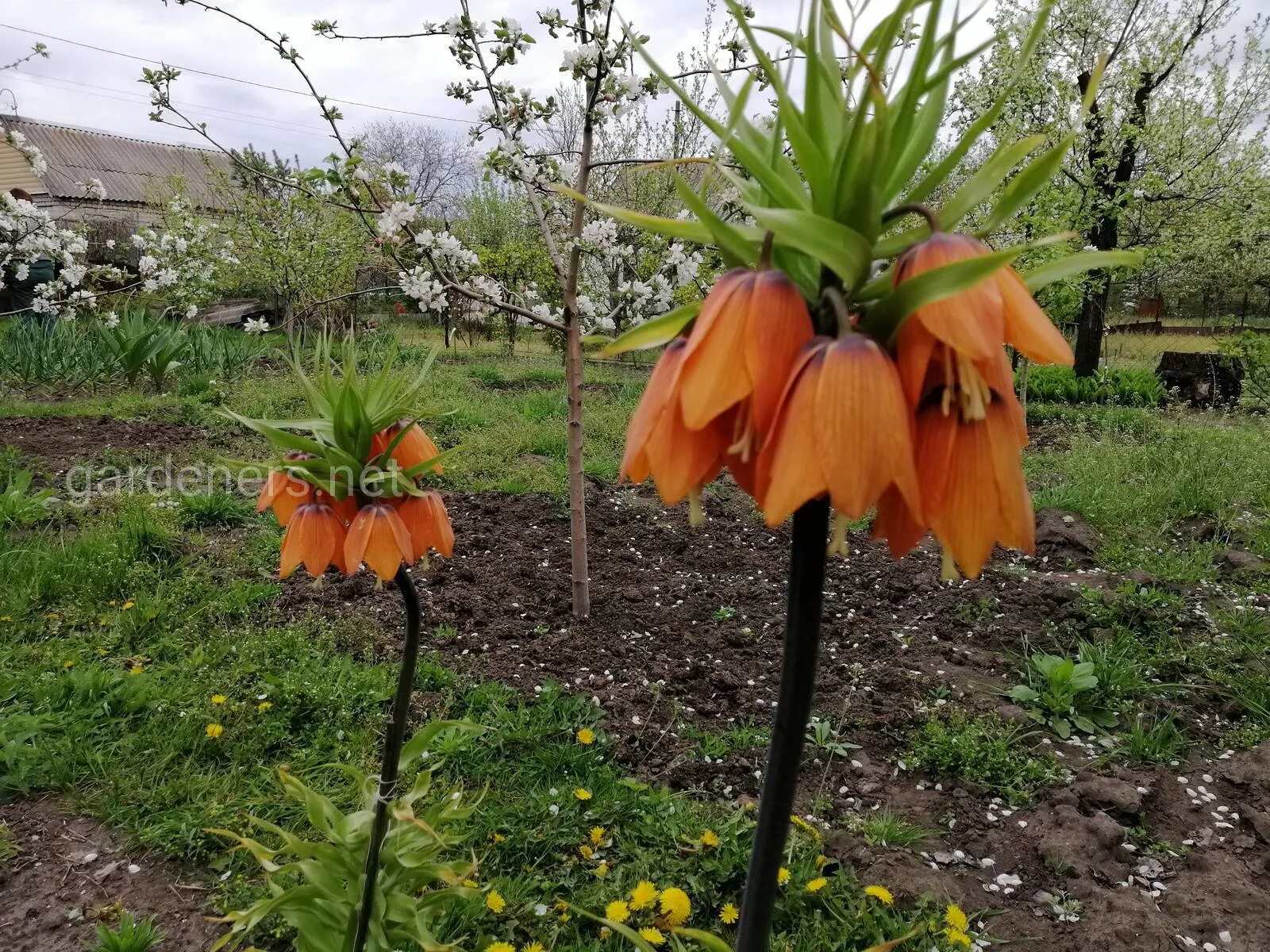 Рябчик императорский (королевская корона). Как посадить цветок рябчик. Луковицы рябчика императорского. Королевский рябчик цветок. Как посадить цветок рябчик.
