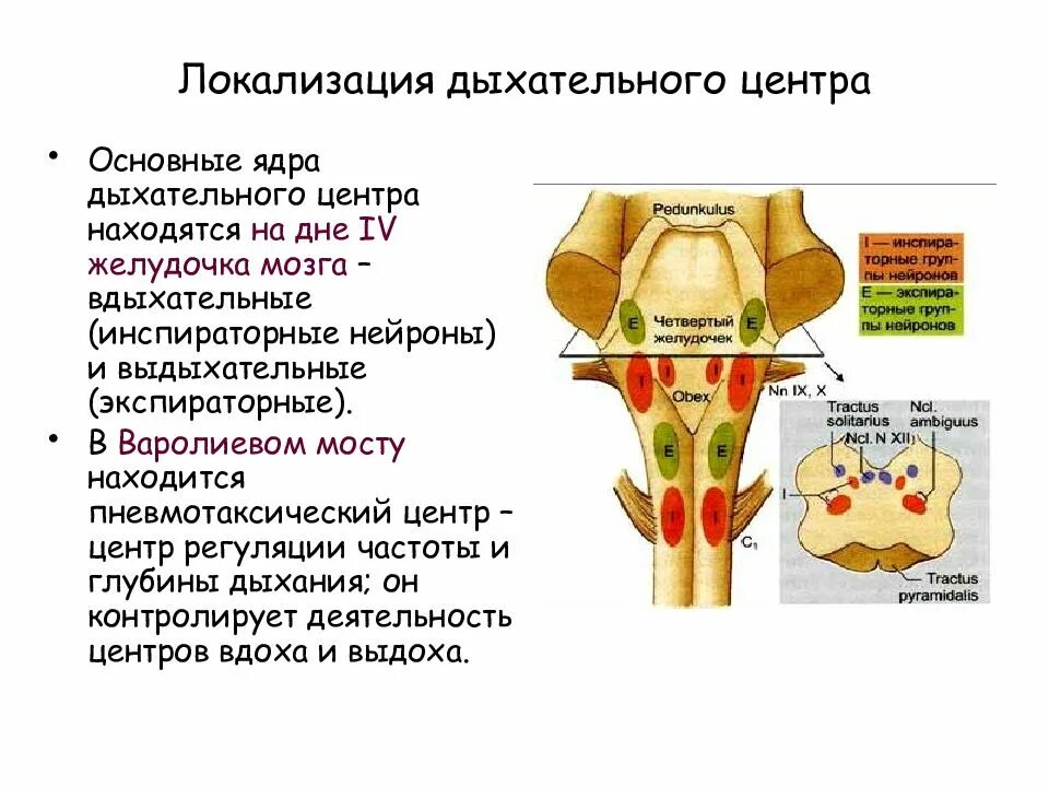 Структура и локализация дыхательного центра. Дыхательный центр его структура локализация. Дыхательный центр, его структура и функции. Дыхательный центр, его структура и локализация физиология. Множественная локализация