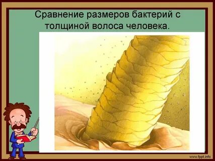Измерили толщину человеческого волоса