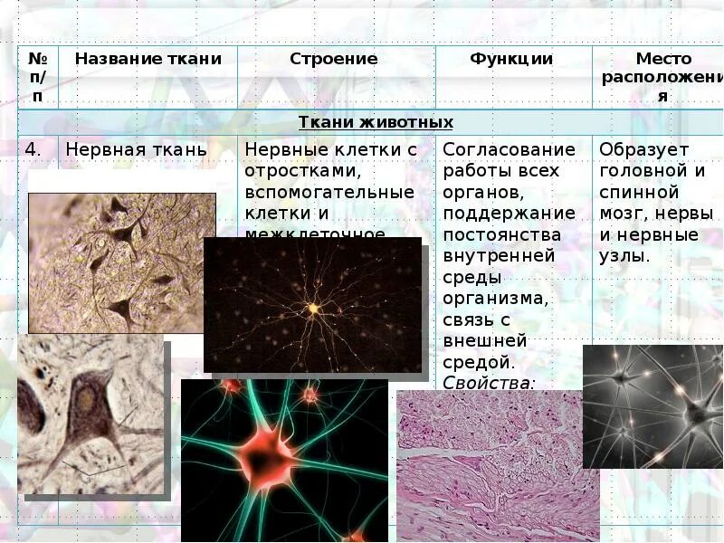 Ткань животных где находится. Нервная ткань строение и функции. строение нервной ткани животных. таблица характеристика клеток нервной ткани.