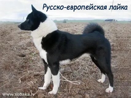 Лайки бир