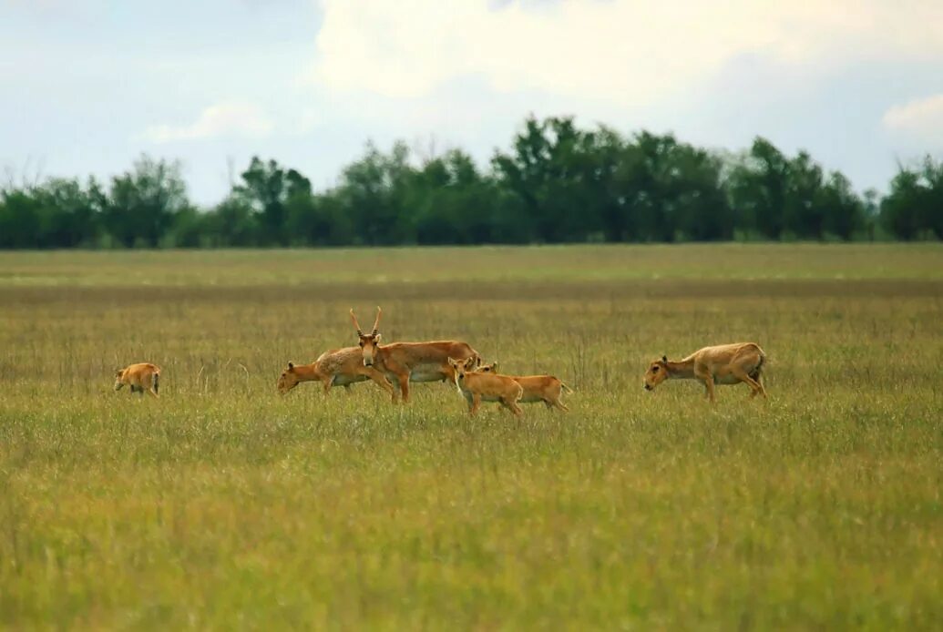 Ямская степь заповедник. Степь с животными. Обитатели степи растения. Зона лесостепейстепейживотные. Зона степей и лесостепей животные и растения.