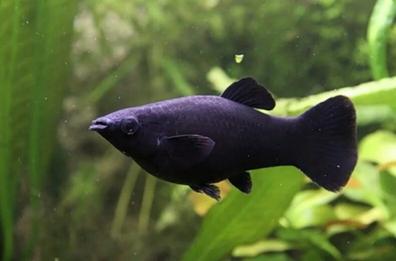 Черная рыба 6 букв. Аквариумная рыбка Моллинезия черная. Рыбка Моллинезия черная. Чёрная Молли (Моллинезия). Моллинезия черная.