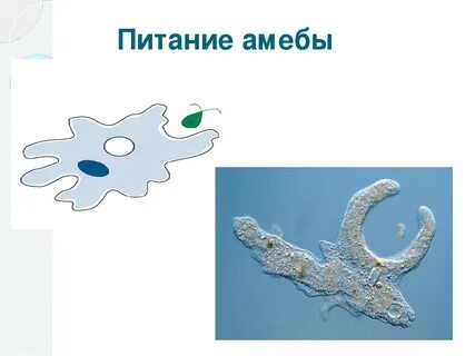 Восприятие изменений среды амебы