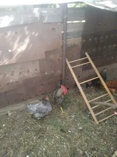 Куры в волжском