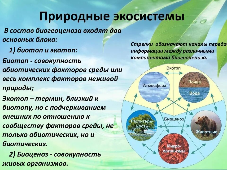 Природные экосистемы. Природные экологические системы. Типы природных экосистем. Естественная экосистема.