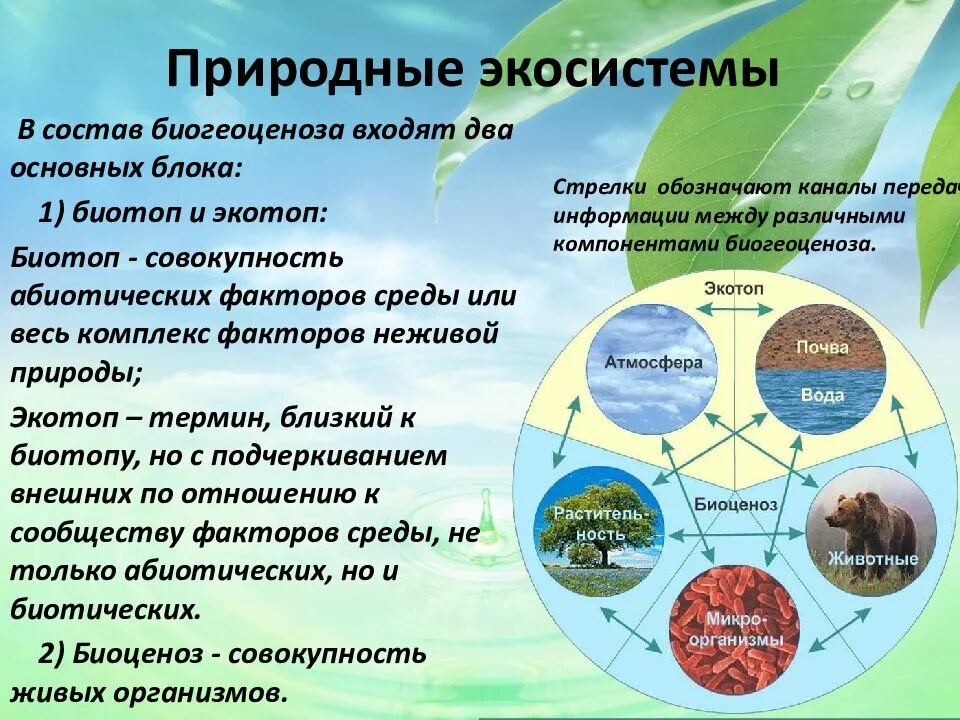 Природные экосистемы. Природные экологические системы. Типы природных экосистем. Естественная экосистема. 3 примера экологии