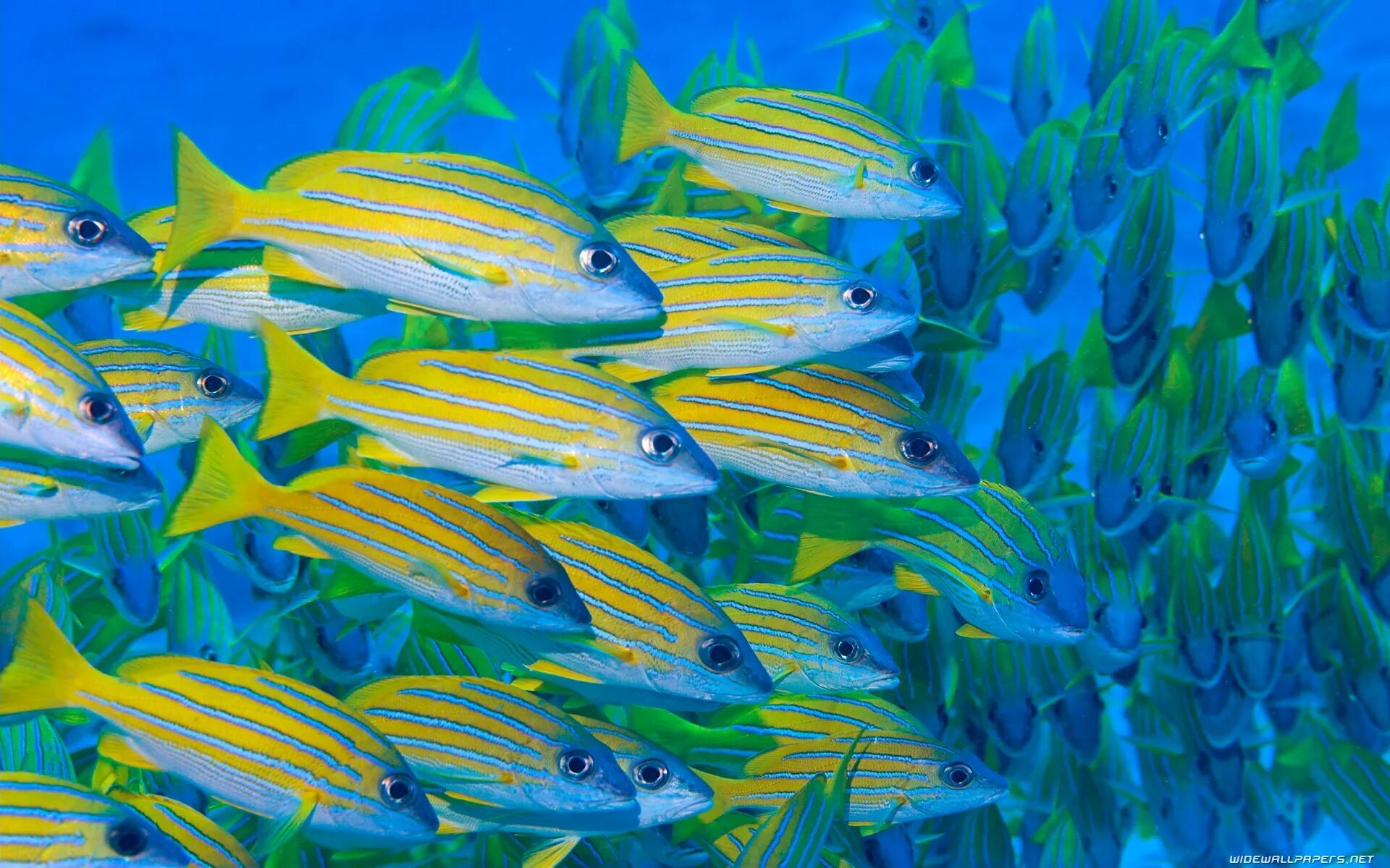 Много рыб плавают. Тайгер Фиш Мальдивы. Морские рыбки. Стая рыб. Тропические рыбки.