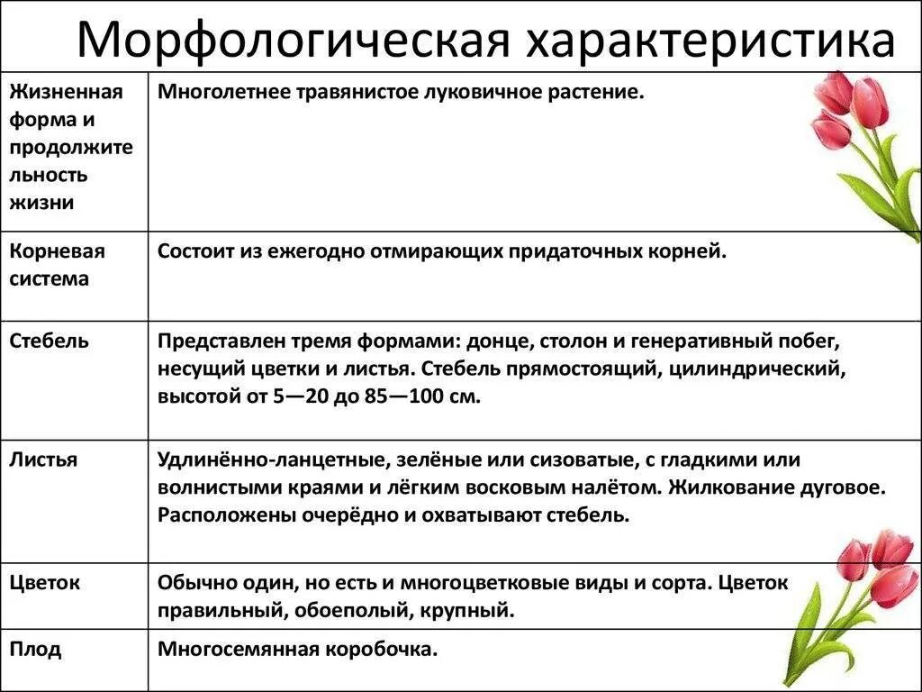 Таблица основные виды растений. Морфологическая характеристика растений. Морфологическая характеристика цветка. Морфологические критерии растений. Морфологтческое описаникцветка.