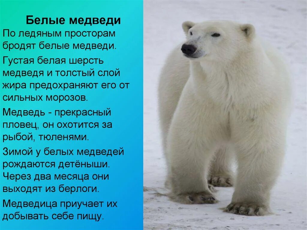 Текст белый медведь 4 класс. Доклад про белого медведя. Рассказ о белом медведе. Сообщение о белом медведе. Белый медведь короткий доклад.