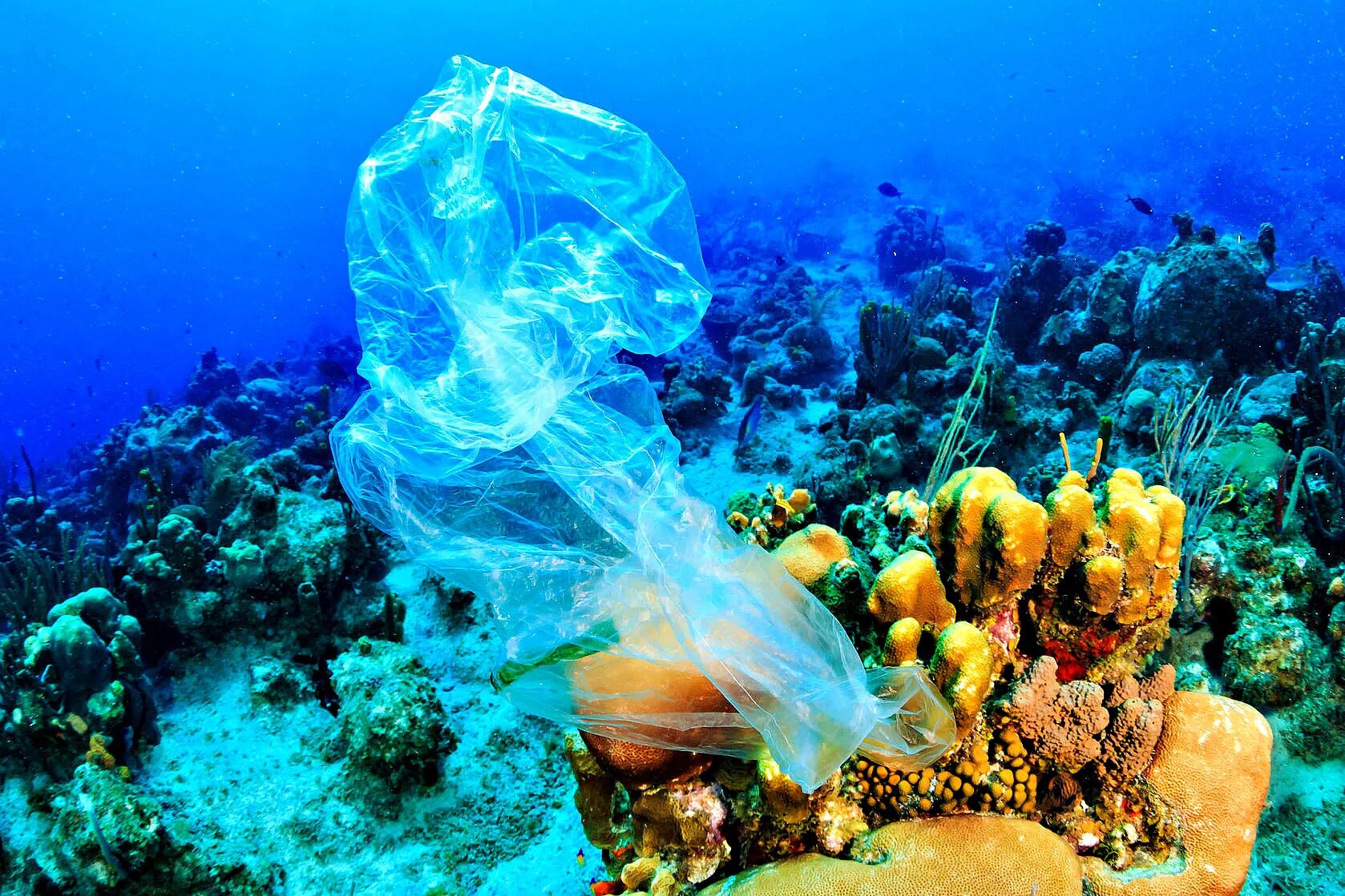 Картинка на дне моря. Пластик в океане. Загрязнение мирового океана. Морское дно. Дно океана.