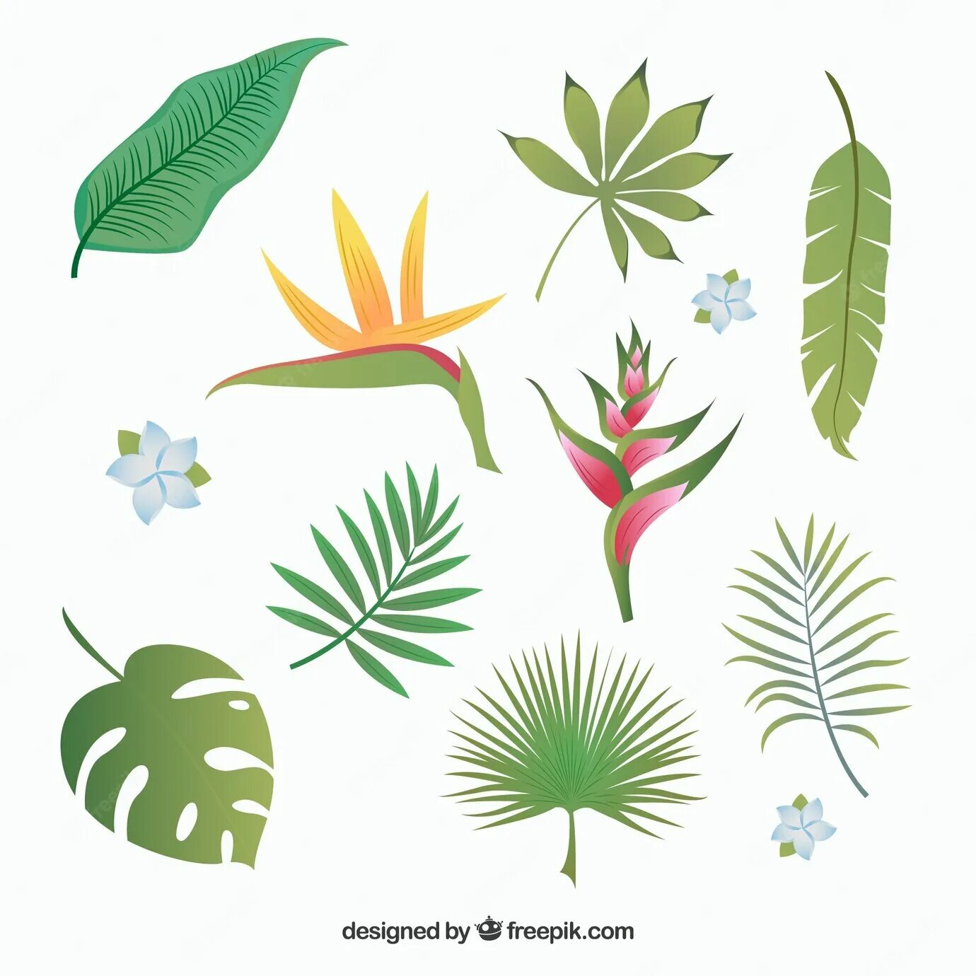 Leaves collection. Фон тропических листьев. Картинки для логотипов в тропическом стиле. Tropic vector. Обои крупные листья коричневые на темном фоне тропики.