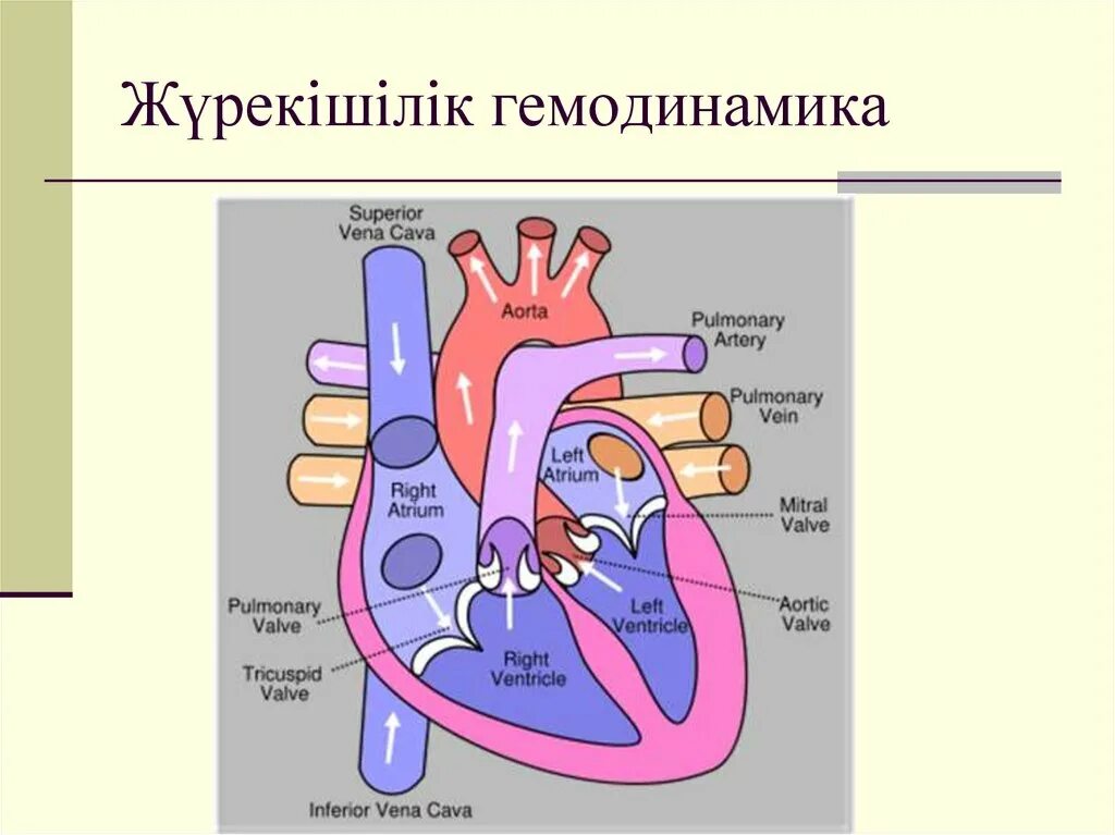 Гемодинамика. Гемодинамика сердца физиология. Гемодинамика презентация. Схема нормальной гемодинамики. Система гемодинамики