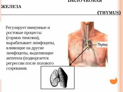 Вилочковая железа регулирует