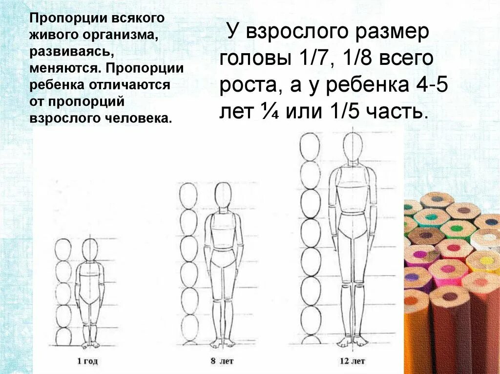 Пропорции человека. Пропорции человека для рисования. Пропорции взрослого человека схема. Идеальные пропорции тела человека.