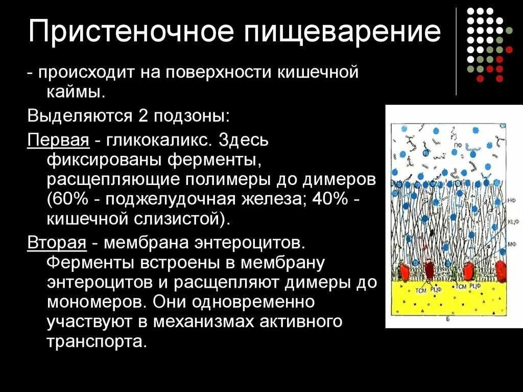 Пристеночный компонент. Пристеночное пищеварение. Механизм полостное и пристеночное пищеварение. Полостное и мембранное пищеварение физиология. Уголев пристеночное пищеварение.