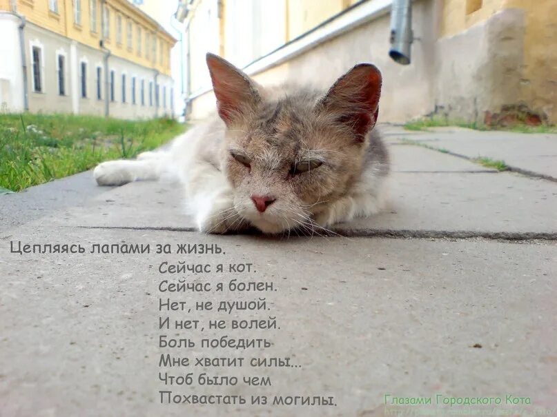 Грустные стихи о котах. Кошка плачет. Котенок скучает. Стихи про кошек грустные. Стихи про котят грустные.