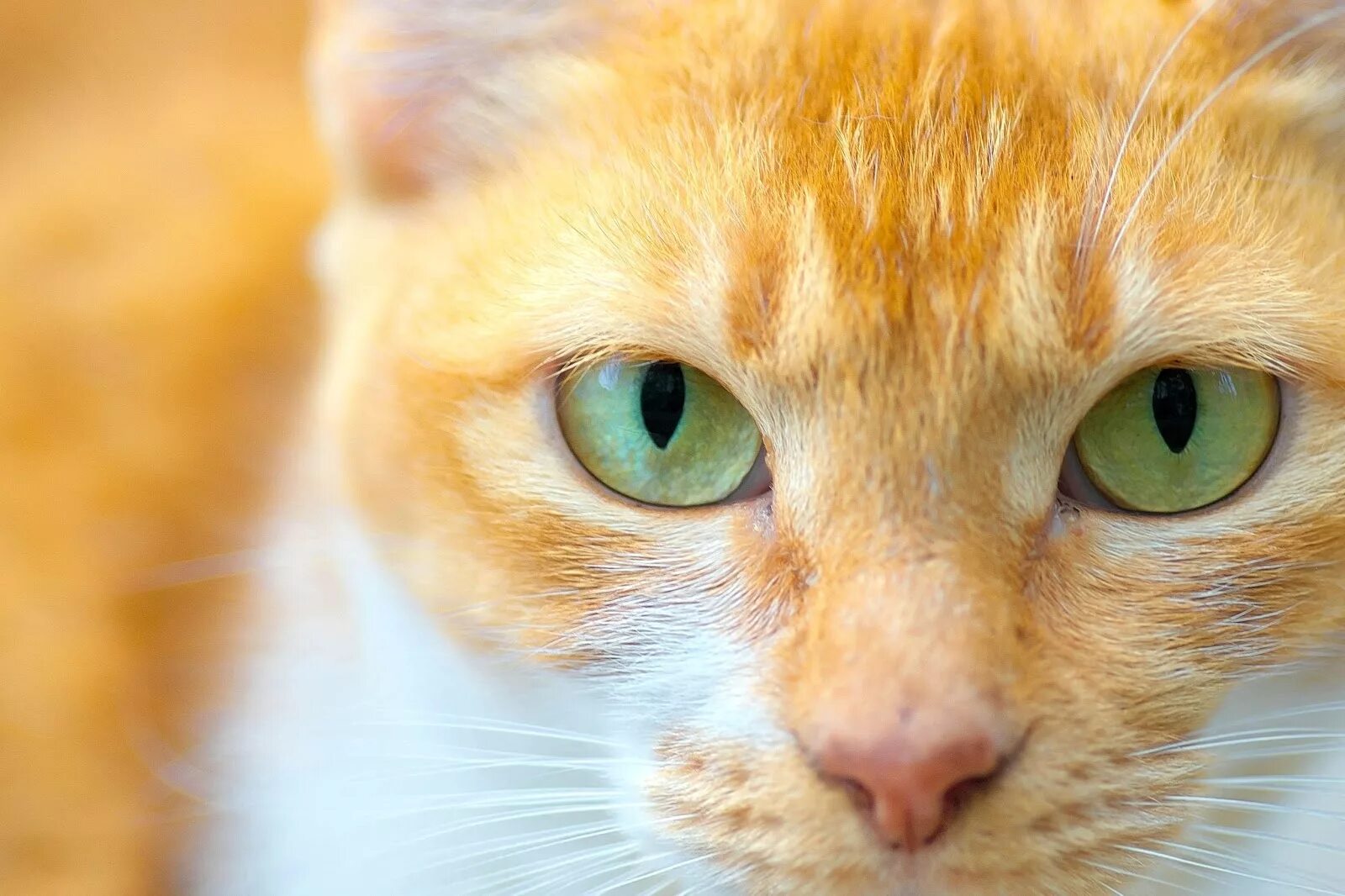 Желтыми как кошачьи глаза какое средство. Глаза кошки. Кошачий глаз. Морда кошки. Рыжий кот с зелеными глазами.