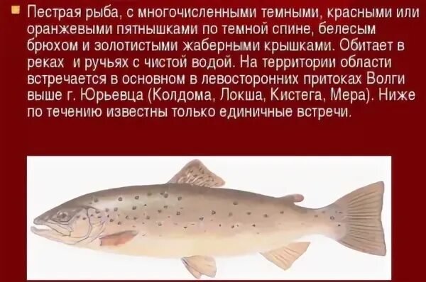 Рыба кумжа фото и описание