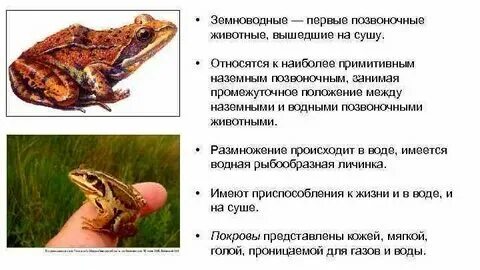 Водное позвоночное животное 4