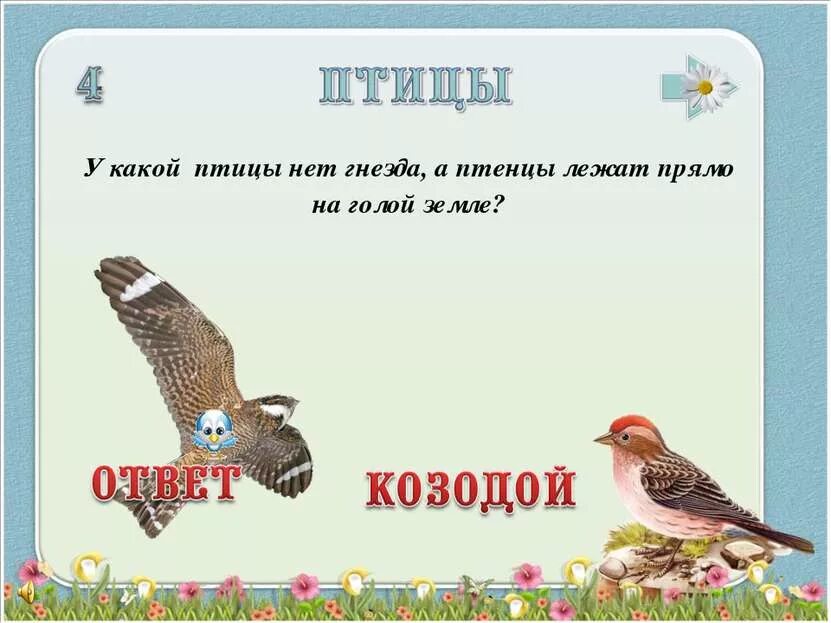 У какой птицы нет крыльев. У какой птицы нет гнезда. у какой птицы нет гнезда, а птенцы лежат прямо на голой земле?. птицам нет. птичка нет.