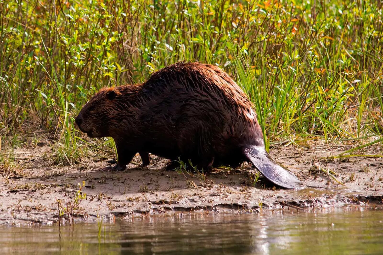 Бобр млекопитающее. Бобр речной обыкновенный. канадский бобр (castor canadensis). бобр (castor fiber linnaeus, 1758). бобр обыкновенный – castor fiber.