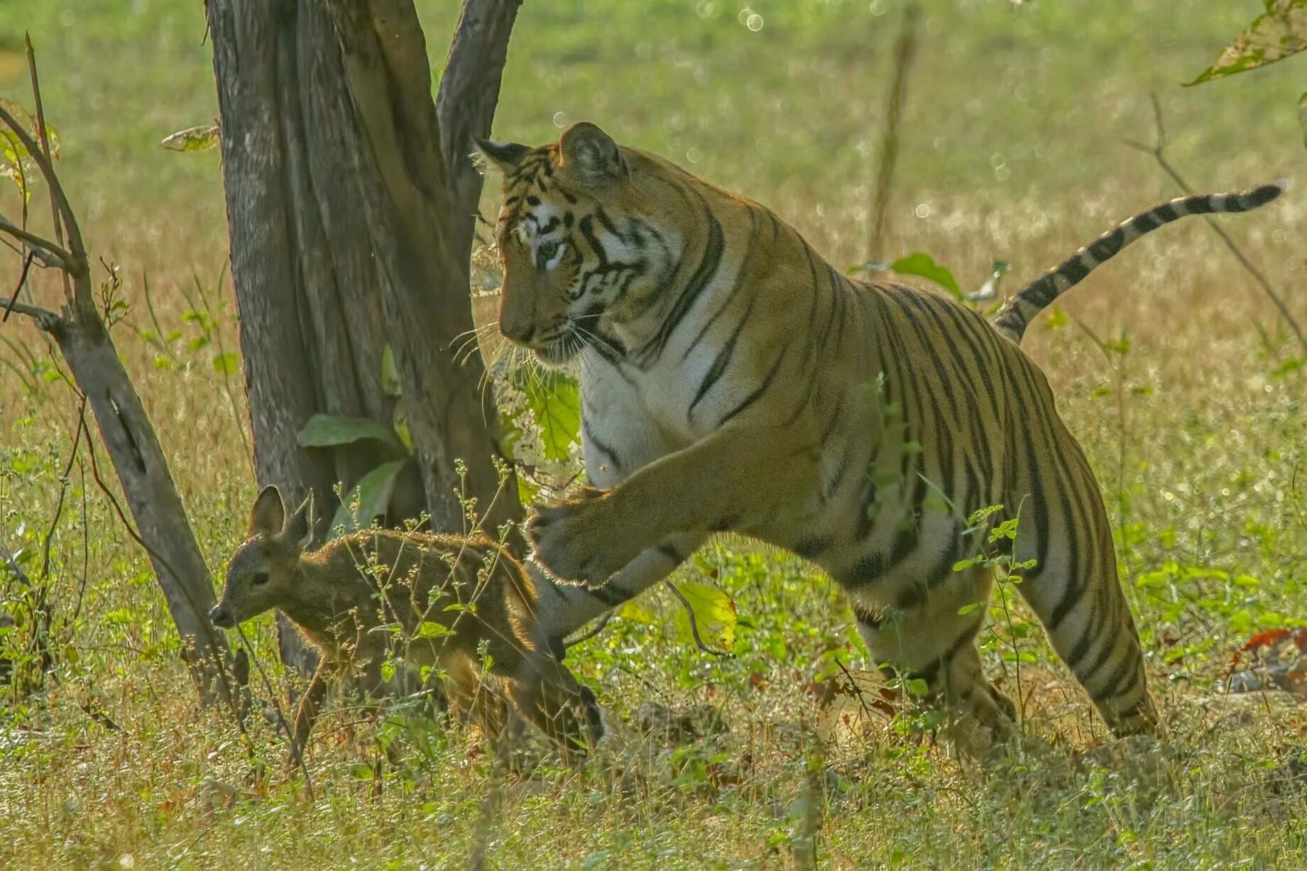 Tiger hunting