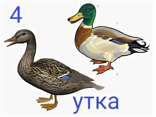 Картинка утка для детей обучение грамоте