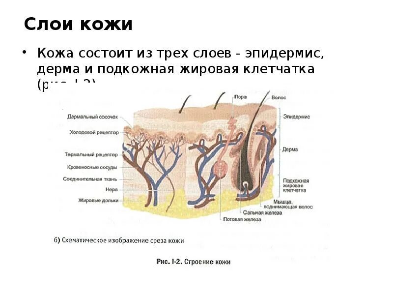 Кожа состоит из трех. Слои шеи кожа подкожная клетчатка. слой строение функции эпидермис дерма подкожная жировая клетчатка. третий слой кожи. слои кожи эпидермис дерма подкожная клетчатка.