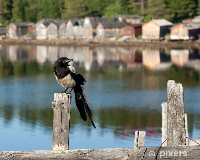 Птицы в городе. Сороки на заборе. Сороки на заборе. Сороки на заборе. Сорока на камне.