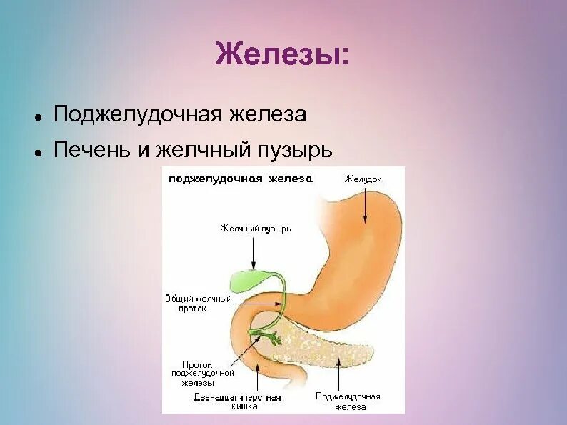 Строение желчного пузыря и поджелудочной железы. Печень поджелудочная железа желчный пузырь. Поджелудочная железа и желчный. Поджелудочная железа b ;tkxysq gepshmn.