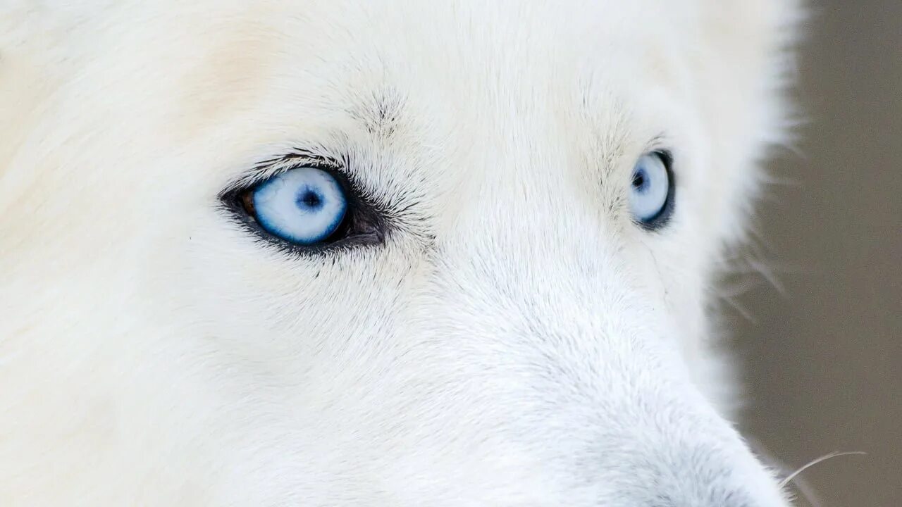 Глаза голубой собаки читать. Сибирский хаски белый. Хаски альбинос с голубыми глазами. Полностью белый хаски. Белый хаски с голубыми глазами.