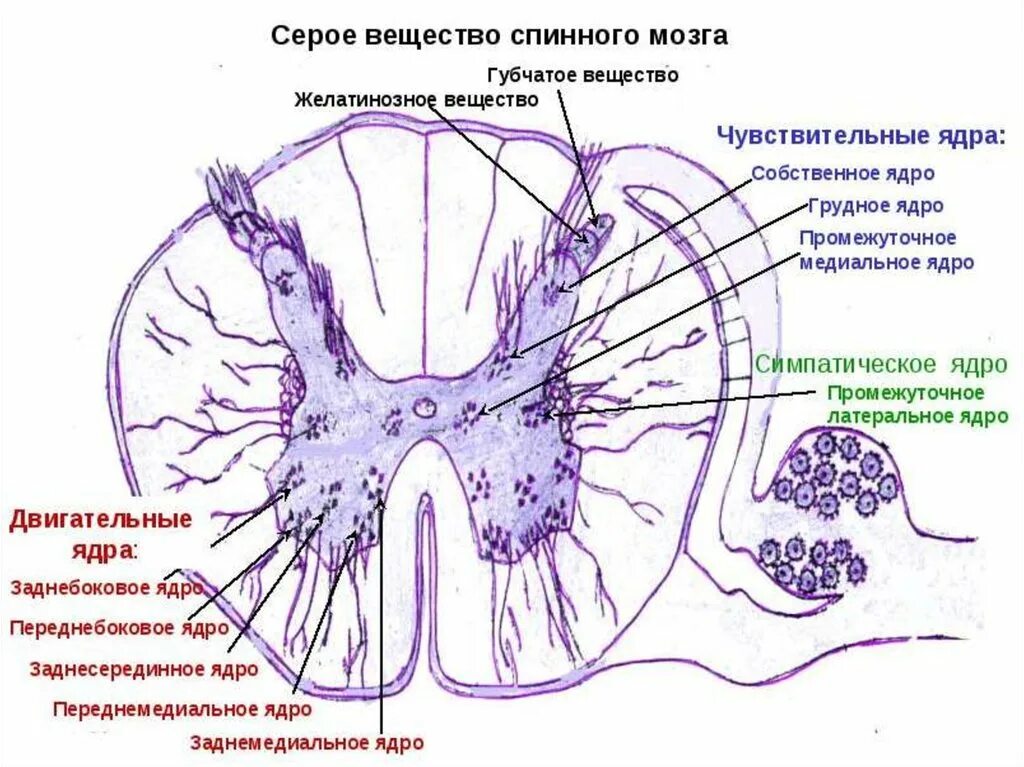 Двигательный передние рога спинного мозга. Ядра спинного мозга схема гистология. Двигательные ядра переднего рога спинного мозга. Спинной мозг поперечный разрез гистология. Ядра заднего рога спинного мозга гистология.