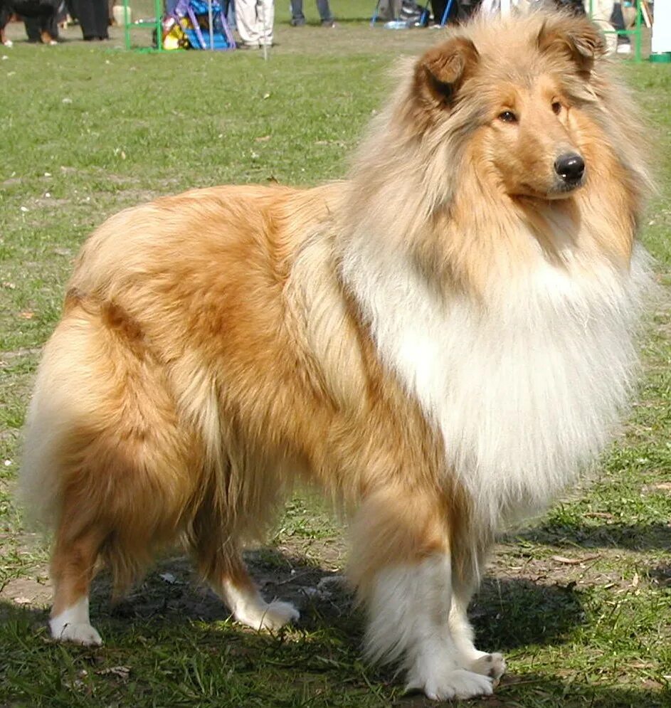 шотландская овчарка (колли). чау-чау собака. фотография пород. собака датский брохольмер. шотландская овчарка (колли).