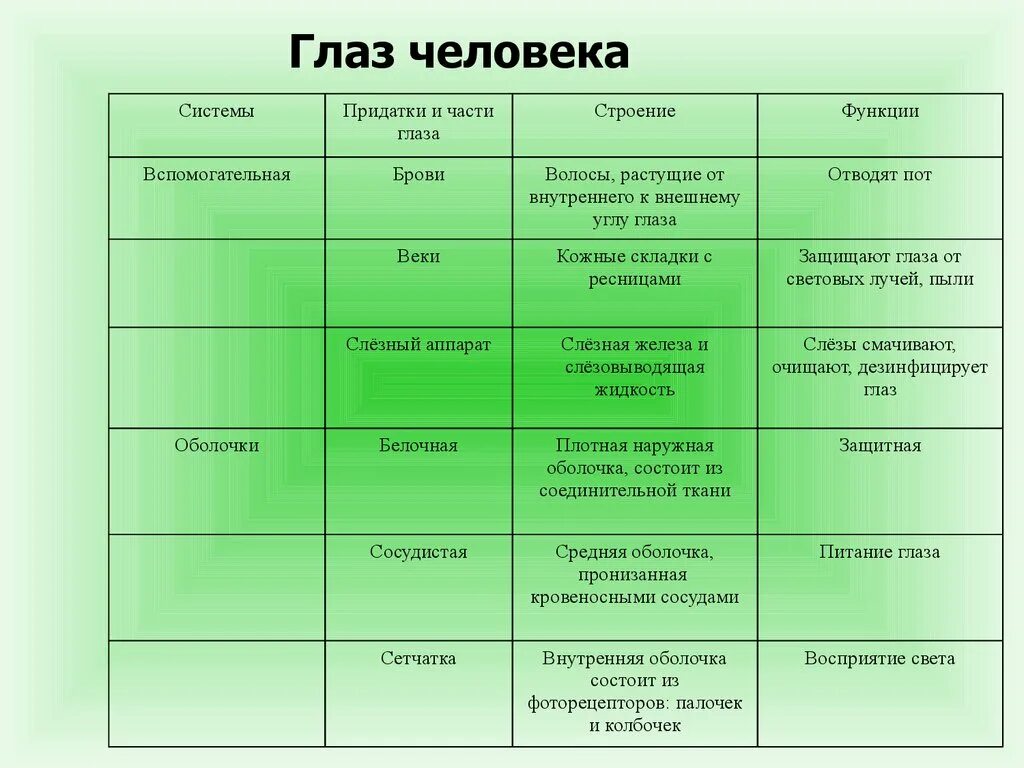 Таблица строение глаза 8 класс биология. Строение и функции органа зрения таблица 8 класс. Таблица системы глаза части глаза строение функции. Таблица строение глаза название строение функции. Строение глаза таблица часть глаза строение и функции.