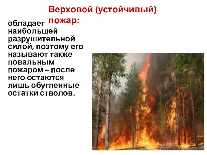 Верховой пожар сдо ржд. Верховой пожар. Верховые пожары. Устойчивый пожар. Верховой пожар сообщение.