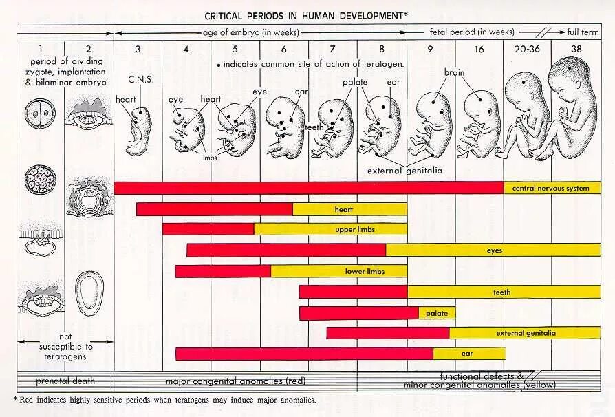 Тератогенный терминационный период. Календарь беременности в картинках. Эмбриотоксичность фото. Age periods