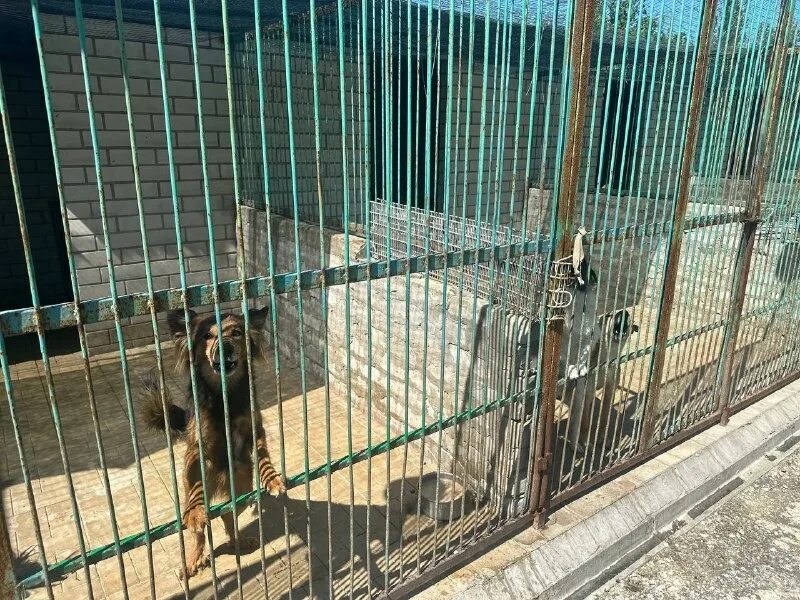 Обзор на приют пиф. Карта приют пиф. Приют пиф донецк. Пиф донецк. Донецке приют для животных.